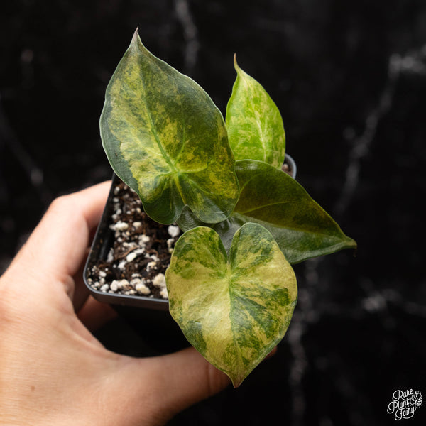 Alocasia 'Uhinkii' variegated (previously Alocasia wentii) *Grower's choice*