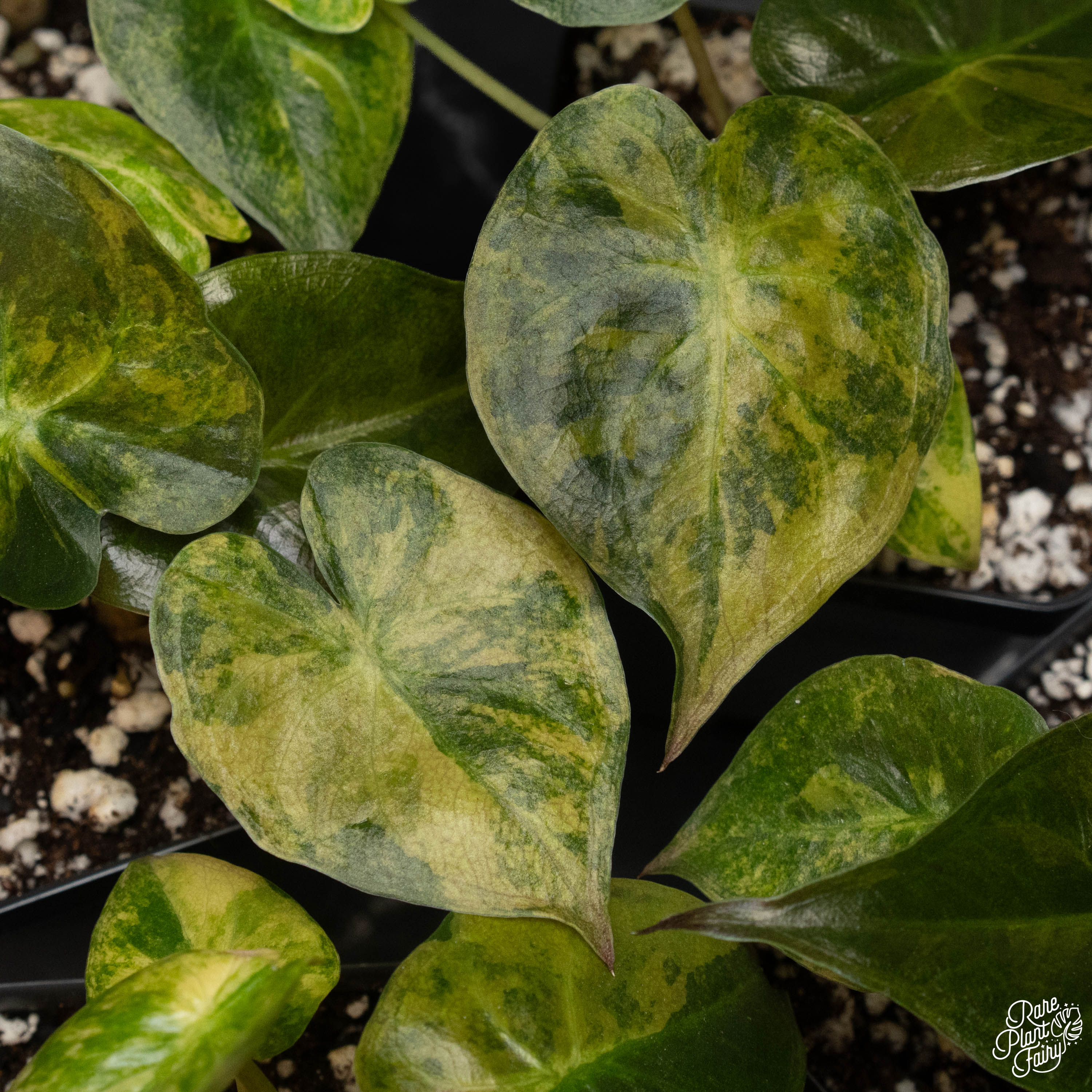 philodendron wentii Alocasia zebrina variegated *Grower's Choice*