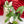 Load image into Gallery viewer, Syngonium albo *Grower&#39;s choice*
