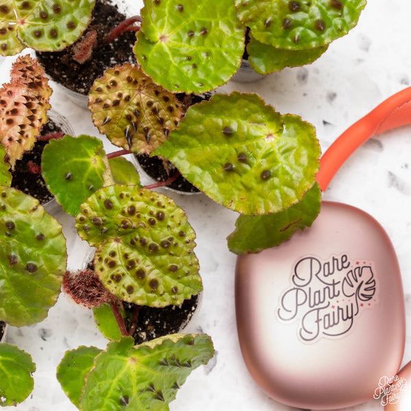 Begonia ferox *Grower's choice*