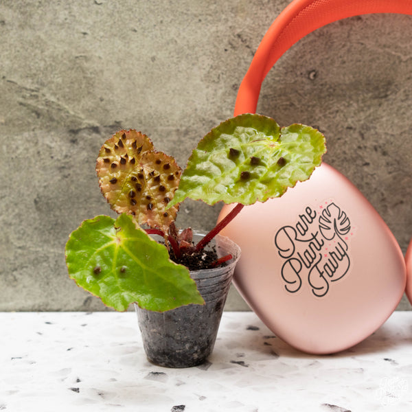 Begonia ferox *Grower's choice*