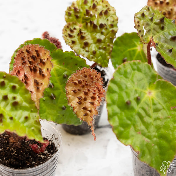 Begonia ferox *Grower's choice*