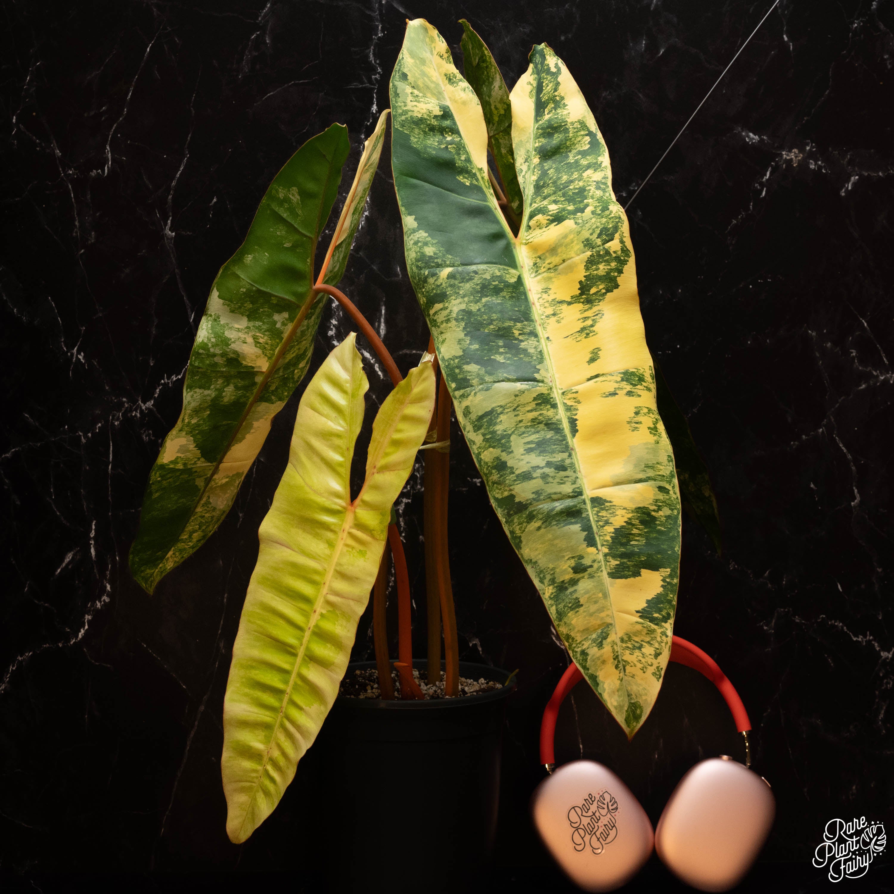 philodendron billietiae rare Philodendron billietiae variegated *Grower's Choice*