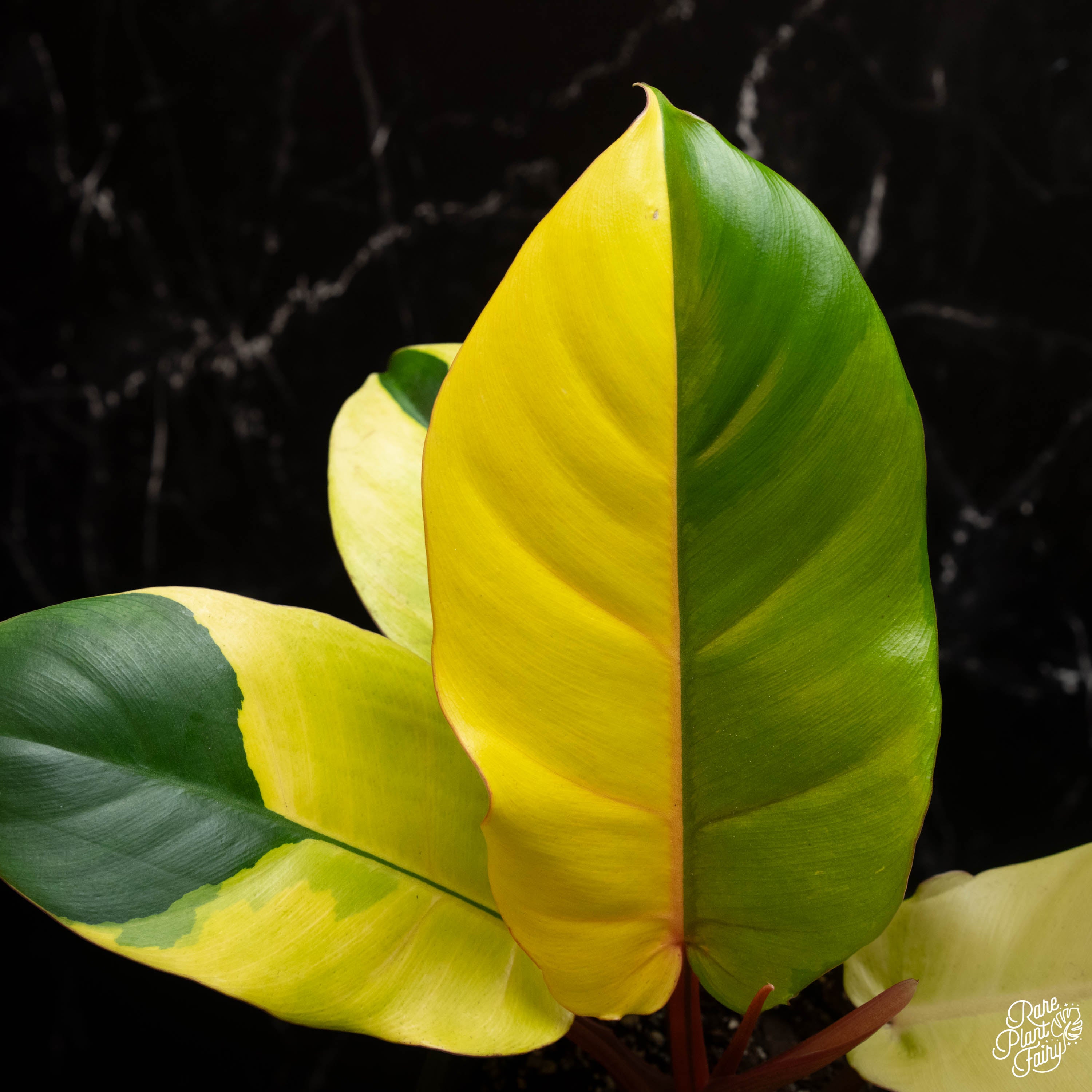philodendron jungle fever Philodendron 'Jungle Fever' variegated *Grower's choice* – Rare Plant Fairy