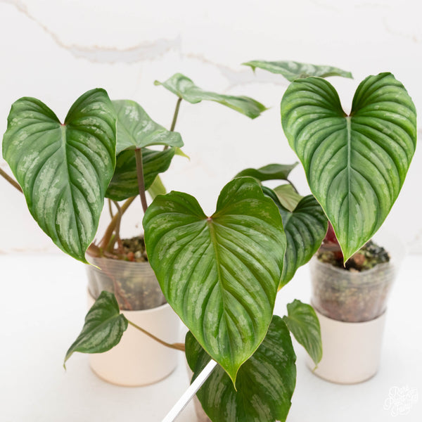 Philodendron mamei 'Rojo' *Grower's choice*