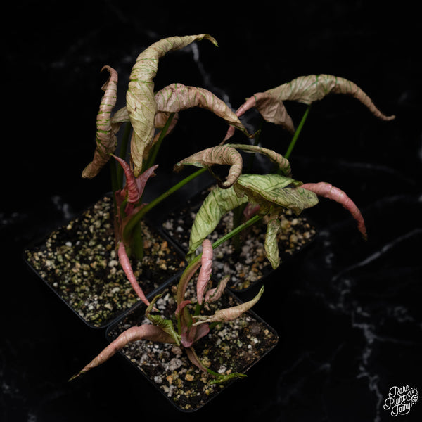 Syngonium 'Rolli' *Grower's Choice*