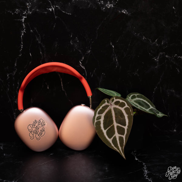 Anthurium Red Crystal '12' x Michelle '1' by DocBlock® *Grower's choice*