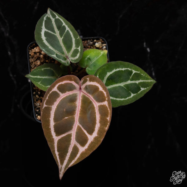 Anthurium Red Crystal '12' x Michelle '1' by DocBlock® *Grower's choice*