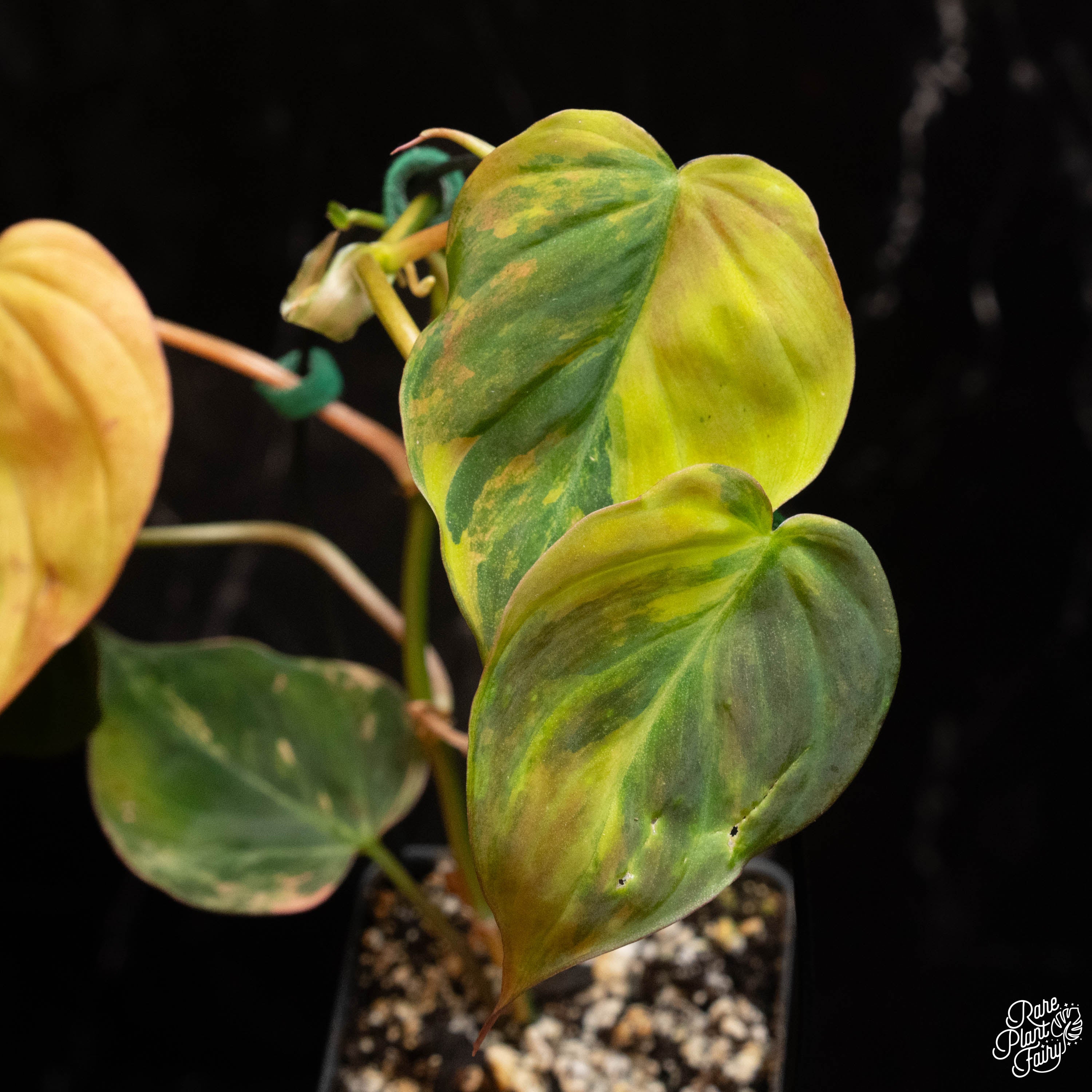 mican philodendron Philodendron micans aurea variegated *Grower's Choice*