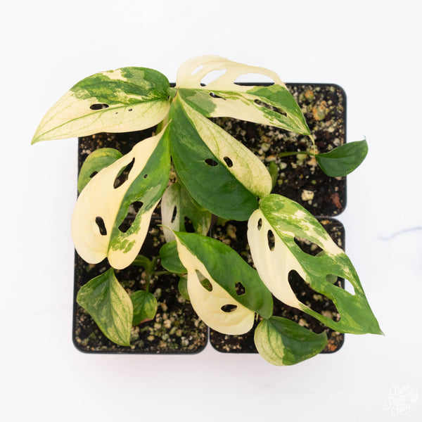 Monstera Adansonii 'Double Windows' Albo Variegated (Commonly Labeled as Monstera Acuminata Albo) *Grower's Choice*