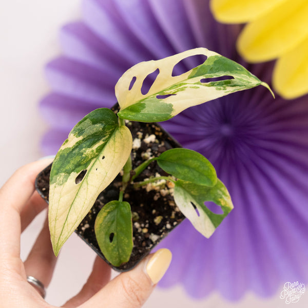 Monstera Adansonii 'Double Windows' Albo Variegated (Commonly Labeled as Monstera Acuminata Albo) *Grower's Choice*