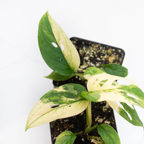 Monstera Adansonii 'Double Windows' Albo Variegated (Commonly Labeled as Monstera Acuminata Albo) *Grower's Choice*