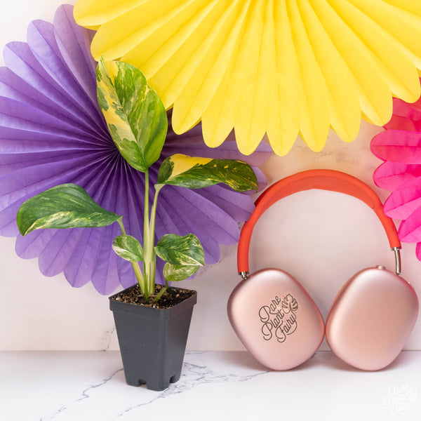 Monstera Lechleriana Albo Variegated *Grower's Choice*