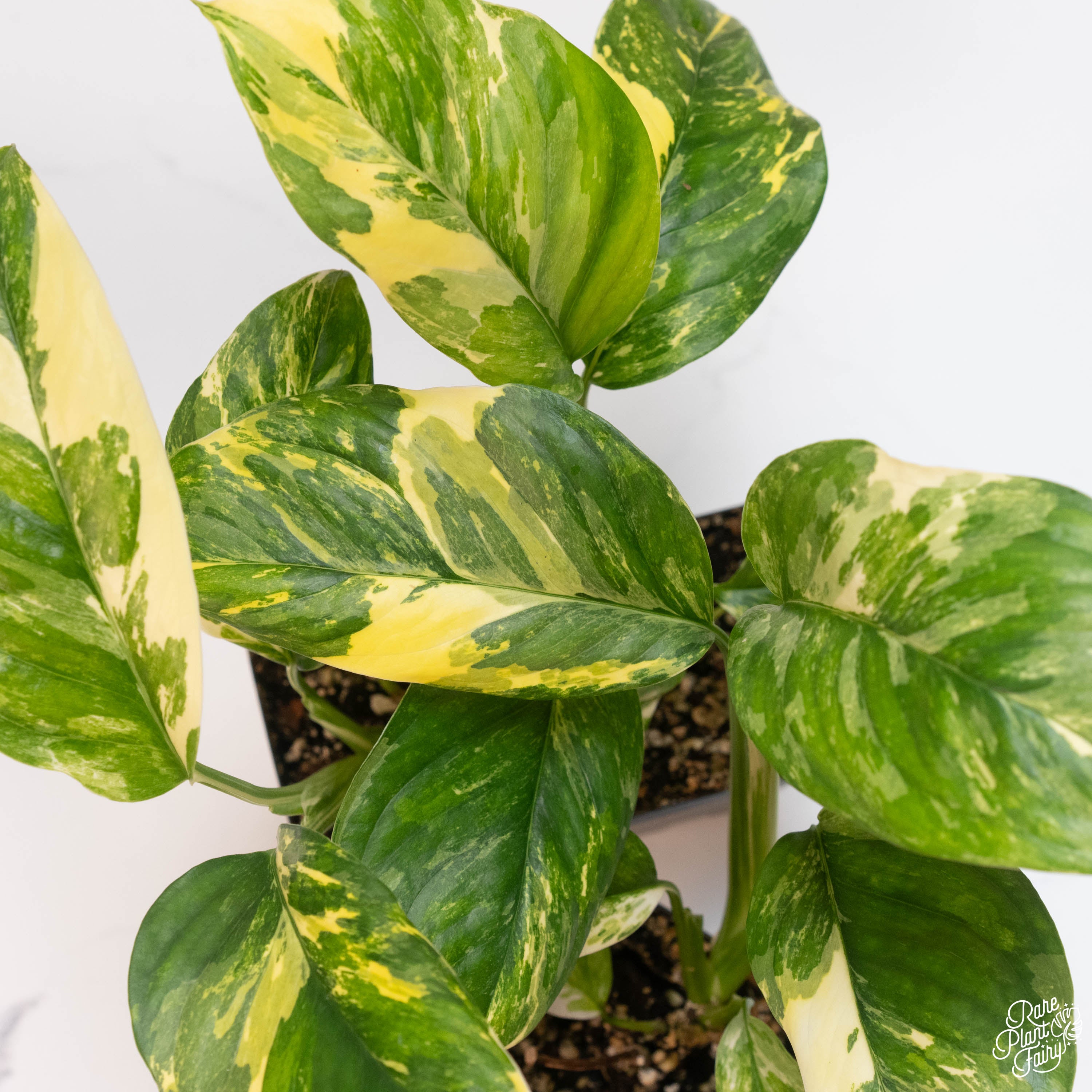 albo monstera for sale Monstera Lechleriana Albo Variegated *Grower's Choice*