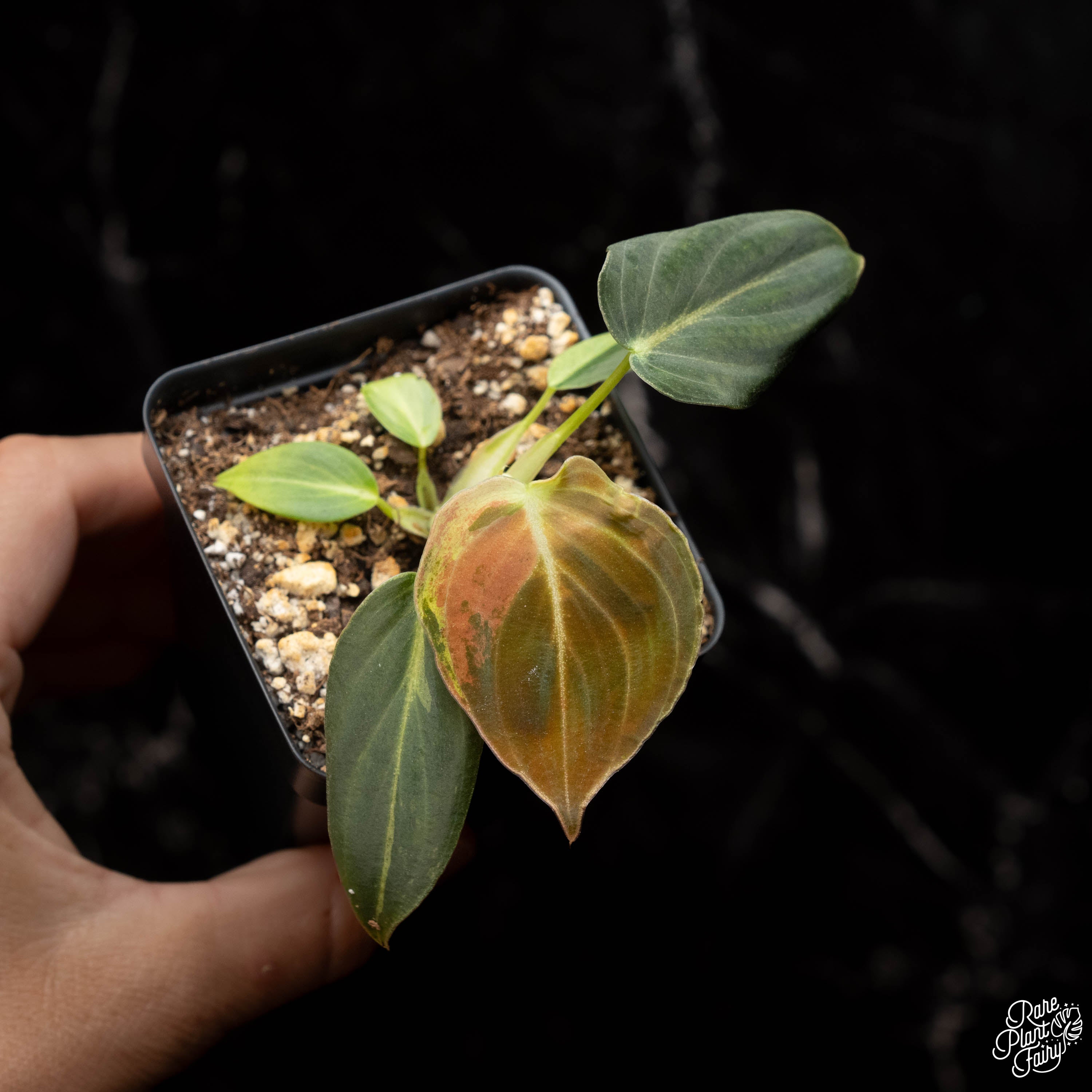 philodendron melanochrysum plant Philodendron melanochrysum variegated *Grower's Choice*