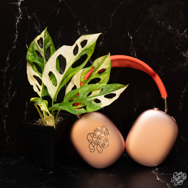 Monstera Adansonii Albo Variegated *Grower's Choice*