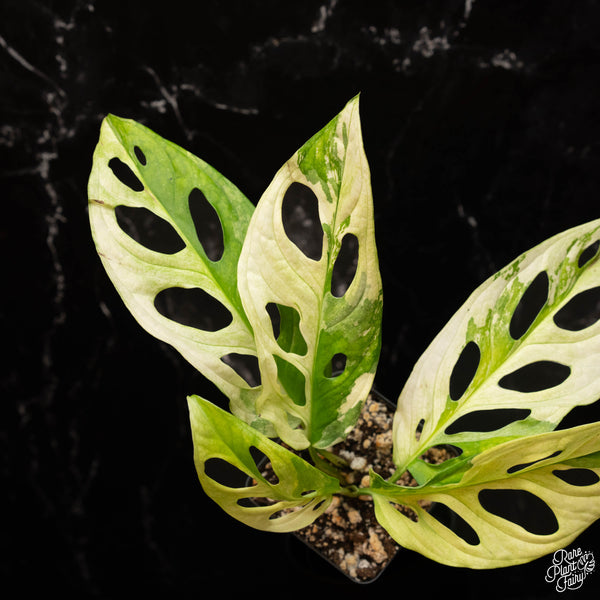 Monstera Adansonii Albo Variegated *Grower's Choice*