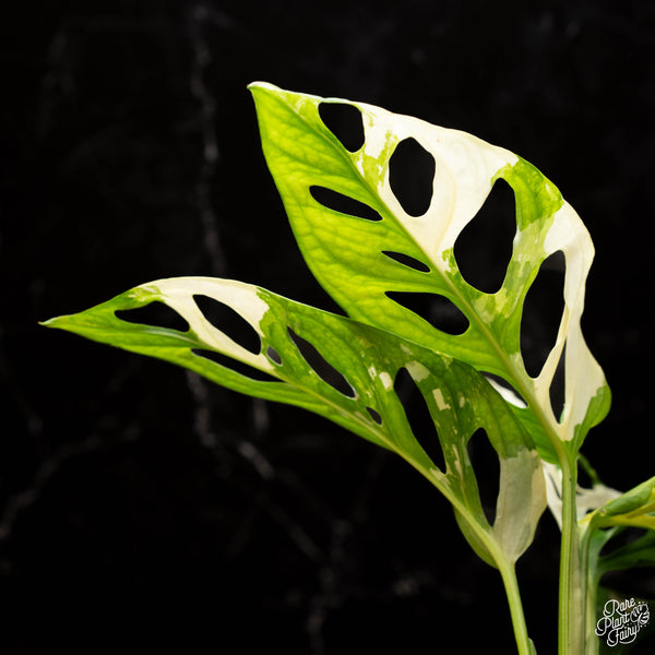 Monstera Adansonii Albo Variegated *Grower's Choice*