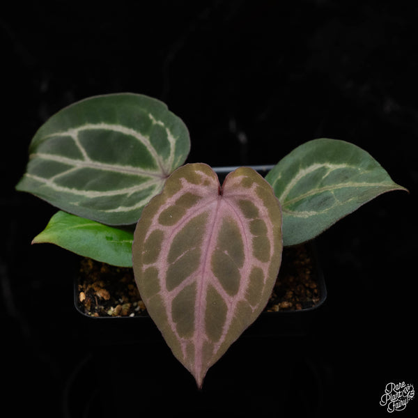 Anthurium Tortoise Shell Brown '34' x Purple Rain '27' by DocBlock® *Grower's choice*