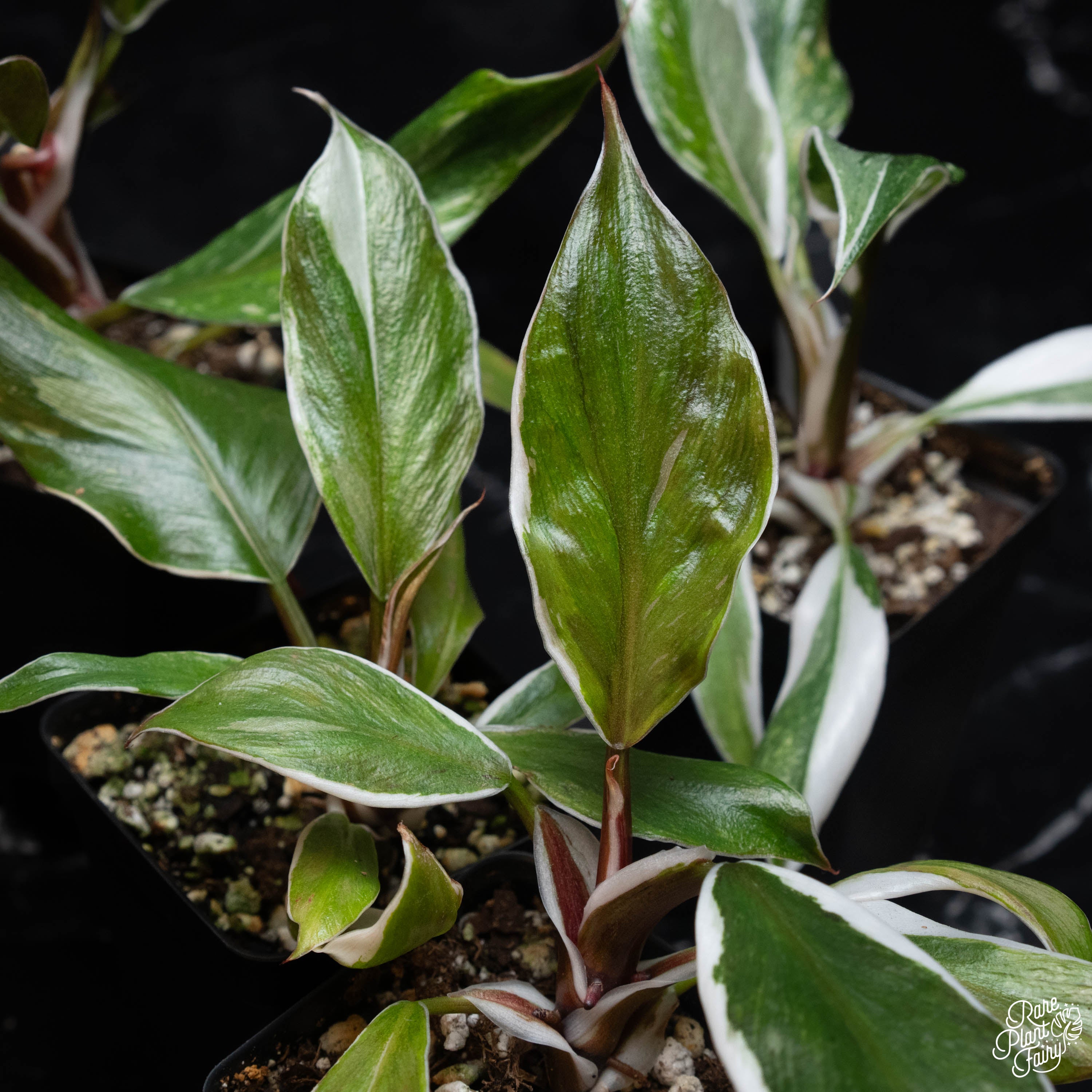 white knight philodendron rare Philodendron erubescens 'White Knight' mutation *Grower's Choice*