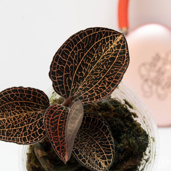 Anoectochilus sp. 'Golden Vein' jewel orchid *Growers choice*