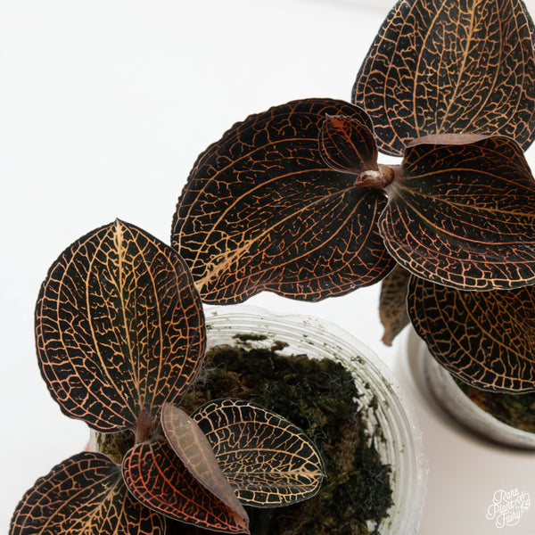 Anoectochilus sp. 'Golden Vein' jewel orchid *Growers choice*