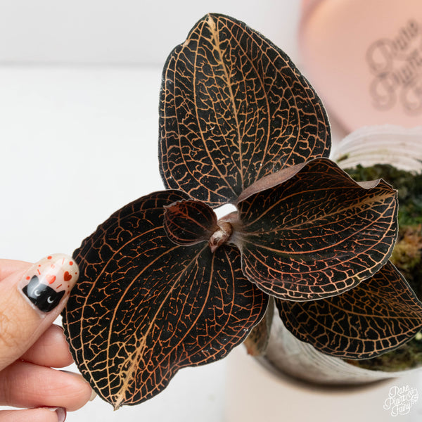 Anoectochilus sp. 'Golden Vein' jewel orchid *Growers choice*