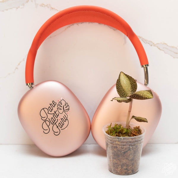 Anoectochilus sp. NOID variegated jewel orchid *Growers choice*