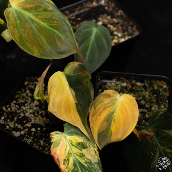 Philodendron micans aurea variegated *Grower's choice*