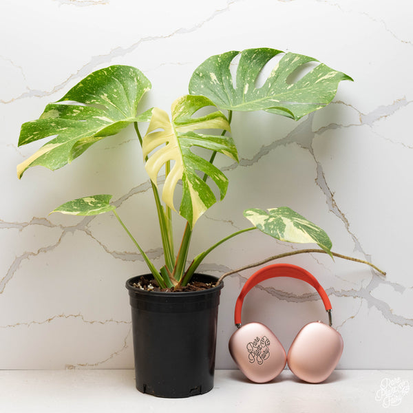 Monstera Deliciosa 'Thai Constellation' *Grower's Choice*