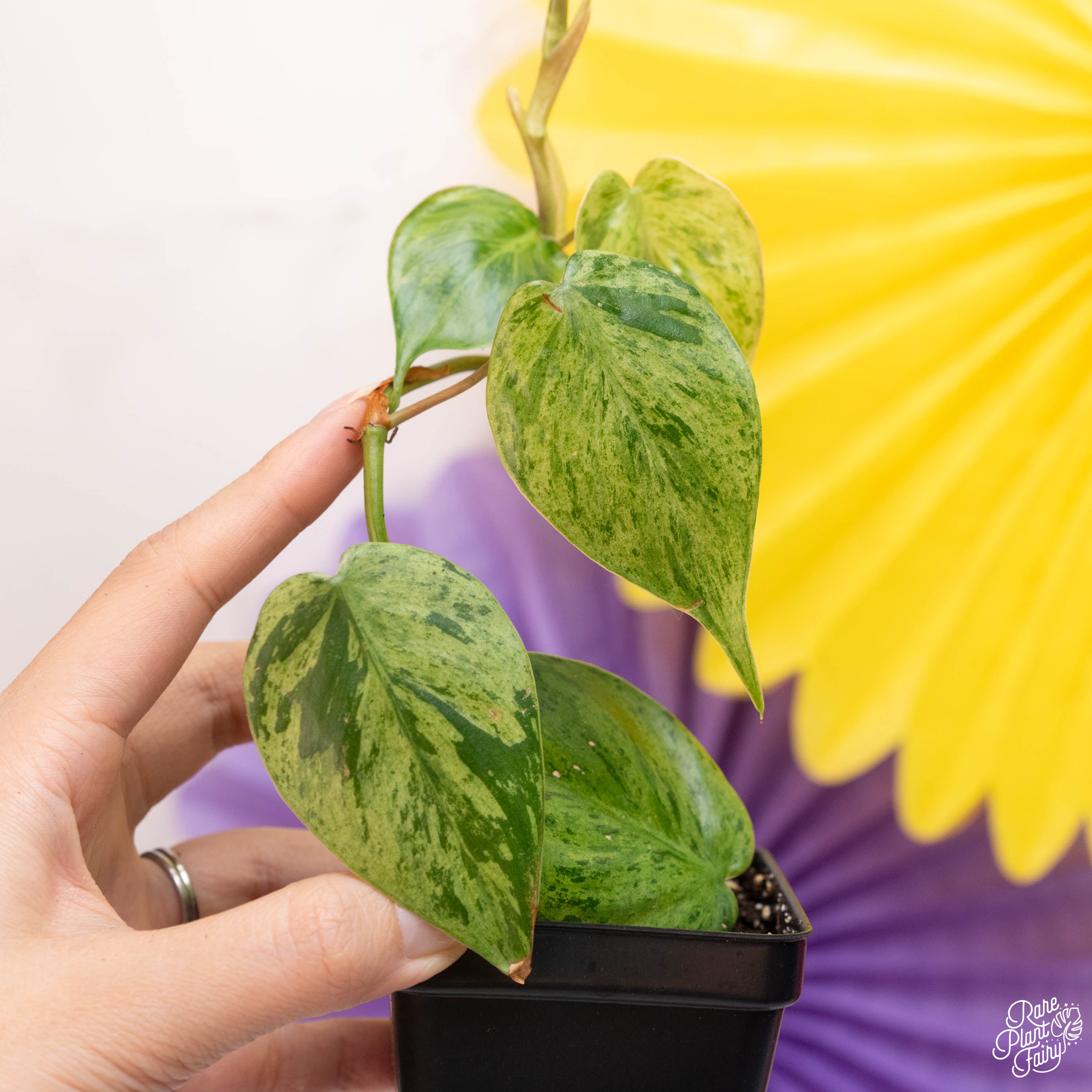 hartley philodendron Philodendron hederaceum variegated 'Heartleaf' *Grower's Choice*