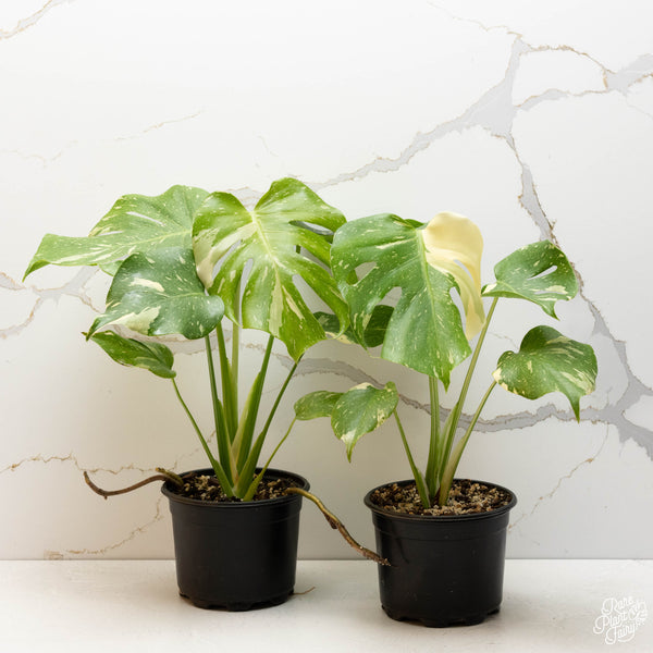 Monstera Deliciosa 'Thai Constellation' *Grower's Choice*