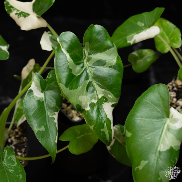 Alocasia odora 'Okinawa Silver' albo variegated *Grower's choice*