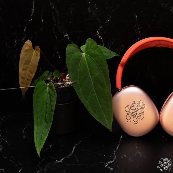 Anthurium papillilaminum Pure Papi (long x long bullet) *Grower's choice*