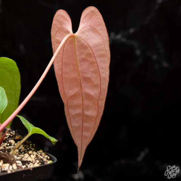 Anthurium papillilaminum Pure Papi (long x long bullet) *Grower's choice*