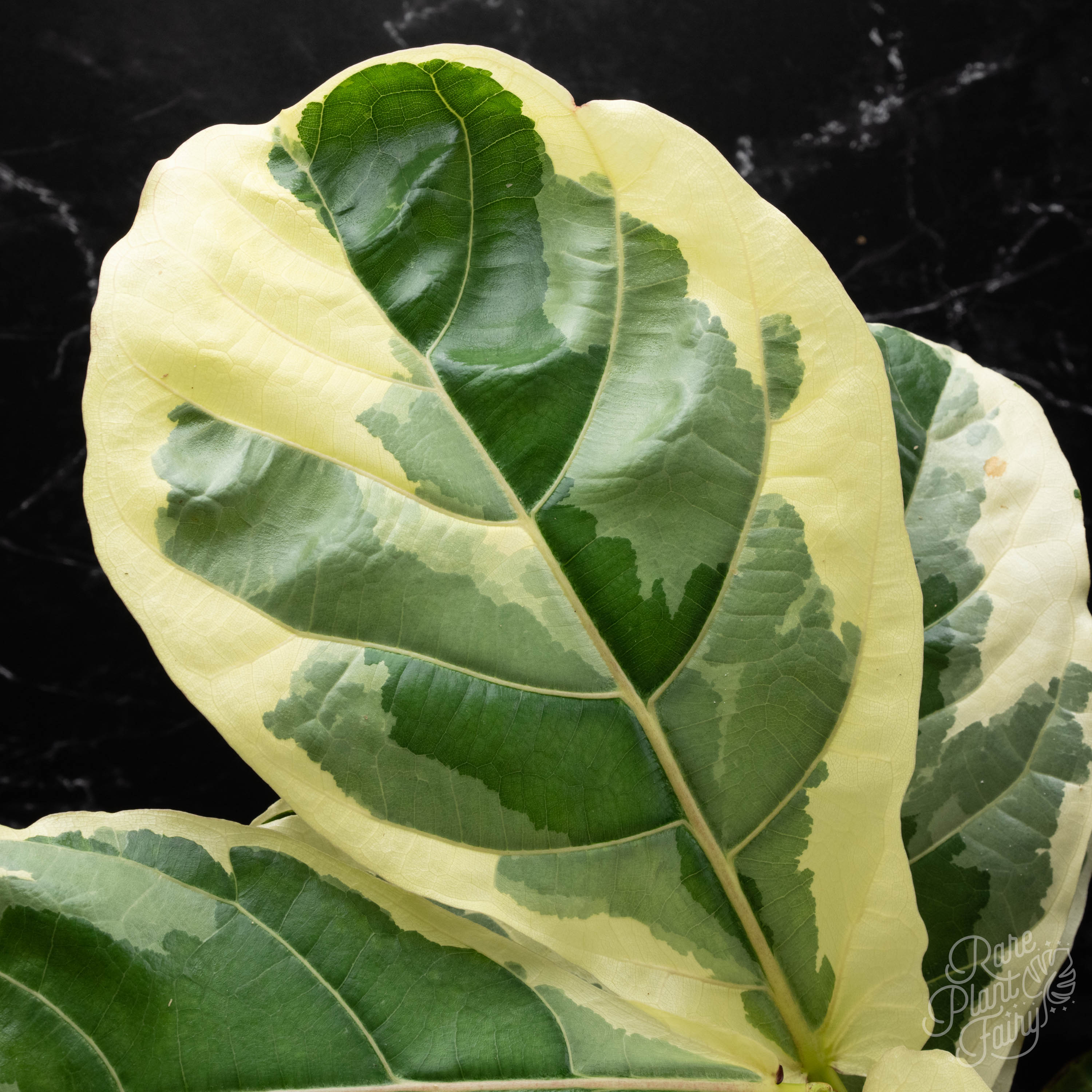 fiddle leaf fig purchase Ficus lyrata variegated fiddle leaf fig tree *Grower's Choice*