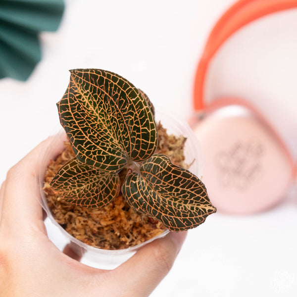 Anoectochilus hybrid 'Rose Gold' jewel orchid *Grower's choice*