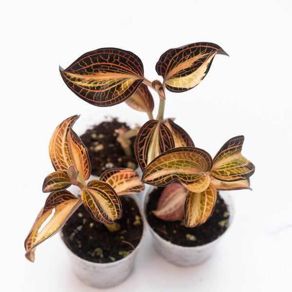 Anoectochilus siamensis 'white center' double variegated jewel orchid *Growers choice*