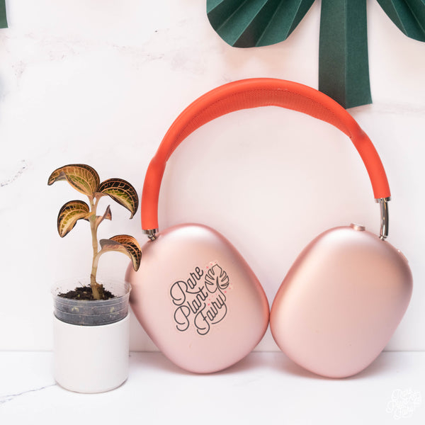 Anoectochilus siamensis 'white center' double variegated jewel orchid *Growers choice*