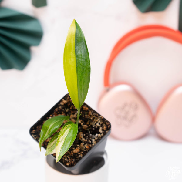 Epipremnum amplissimum variegated *Grower's choice*