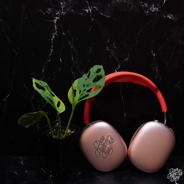 Monstera Adansonii sp. 'Double Windows' Aurea Variegated (Commonly Mislabeled as Monstera Acuminata Aurea) *Grower's Choice*