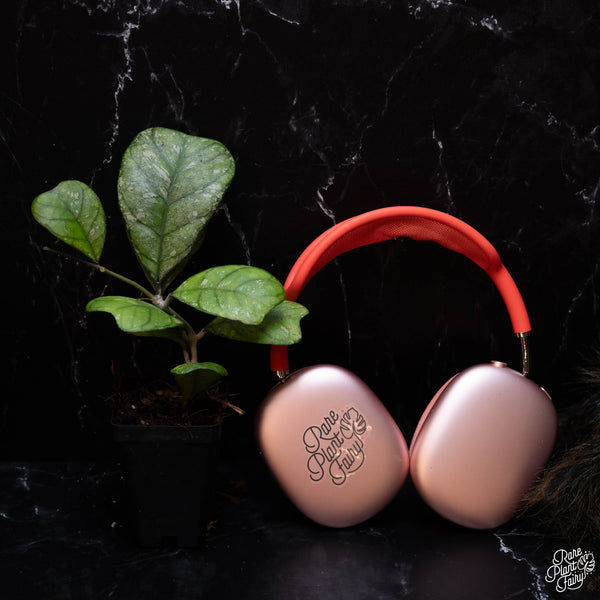 Hoya 'Deykeae' Splash *Grower's Choice*