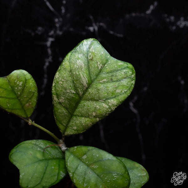 Hoya 'Deykeae' Splash *Grower's Choice*