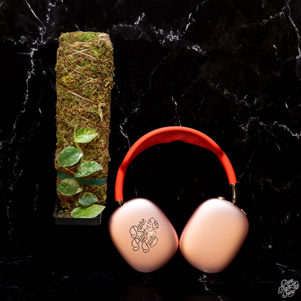 Rhaphidophora hongkongensis albo variegated *Grower's Choice*