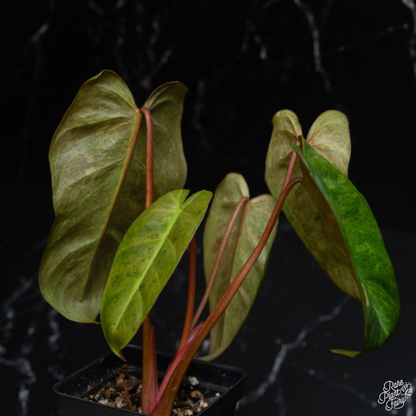Philodendron 'El Choco Red' x billietiae variegated *Grower's choice*