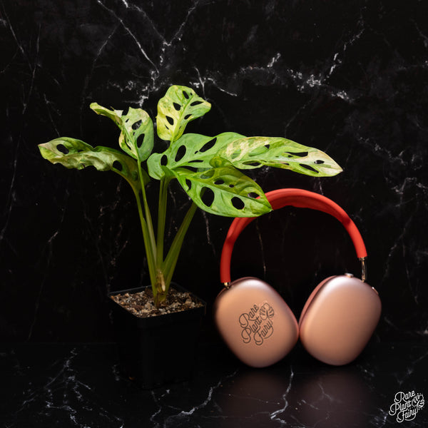 Monstera Adansonii Aurea Variegated *Grower's Choice*