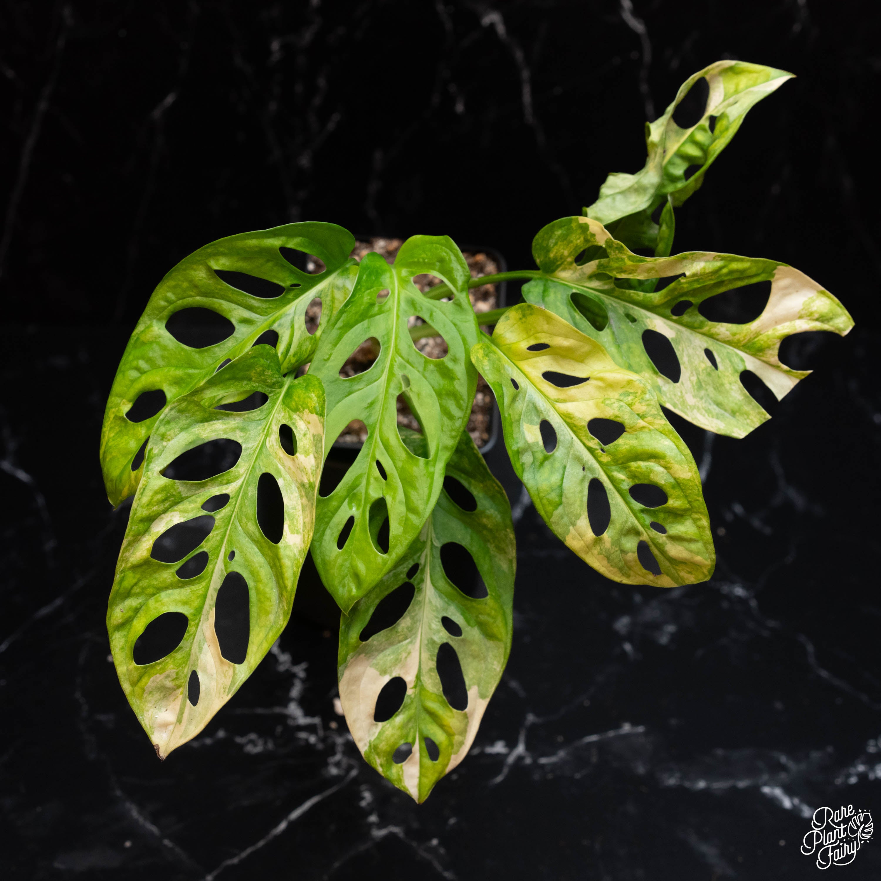 monstera adansonii rare Monstera Adansonii Aurea Variegated *Grower's Choice* – Rare Plant Fairy