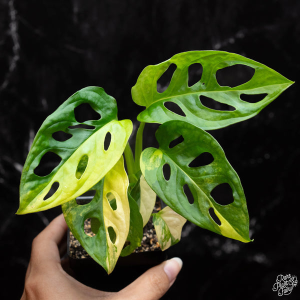 Monstera Adansonii Aurea Variegated *Grower's Choice*