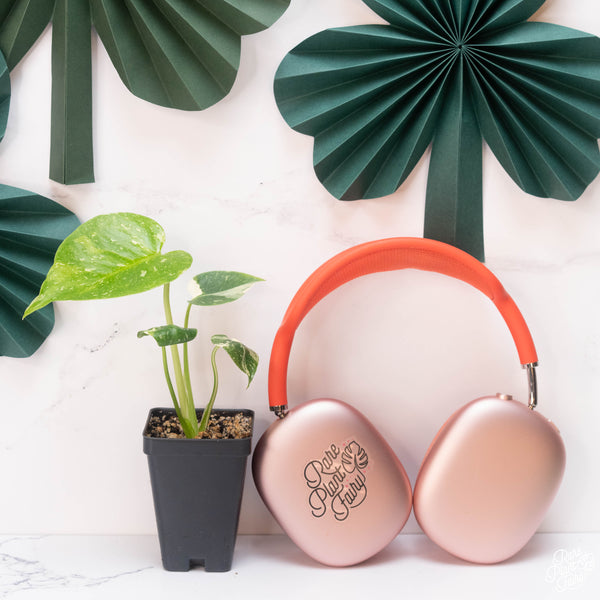 Monstera Deliciosa 'Thai Constellation' *Grower's Choice*