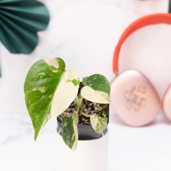 Monstera Deliciosa 'Thai Constellation' *Grower's Choice*